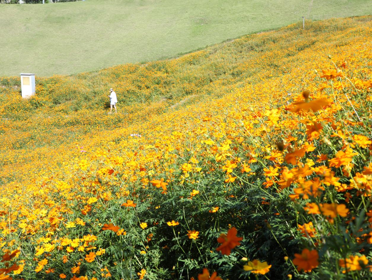 秋日橙色花海“上新” 2.1万平方米硫华菊盛放，金色浪潮如约而至